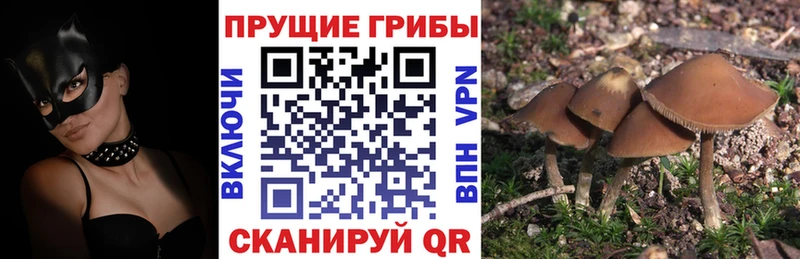 Псилоцибиновые грибы Magic Shrooms  Купить закладки  Тюмень 